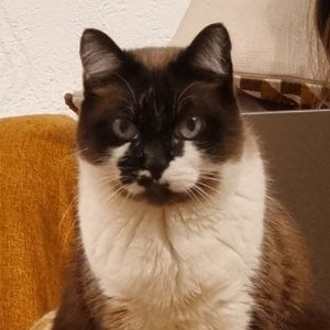 my cat